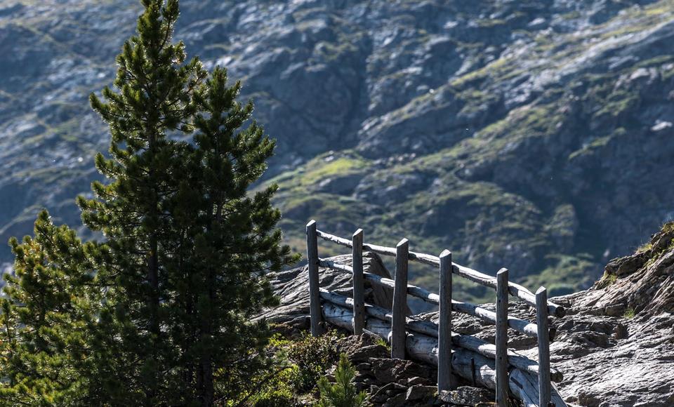 Swiss Stone Pine Hike